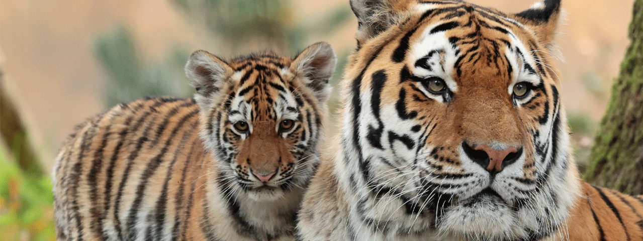 Een tijger en zijn jong in Ouwehands Dierenpark Rhenen. Met de VIP-KAART krijg je korting op tickets voor deze leuke dierentuin vol bijzondere dieren.