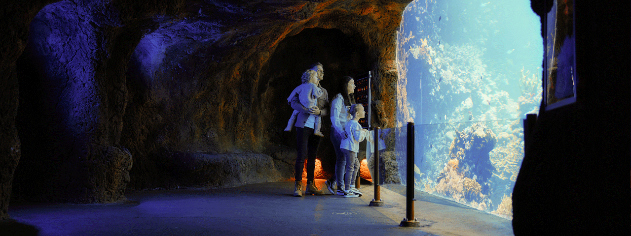 Een gezin met twee kinderen bewonderen het kleurrijke koraalrif achter het grote aquariumraam in Burgers’ Zoo. Hier krijgen zij met de VIP-KAART korting op kaartjes voor Burgers' Zoo.