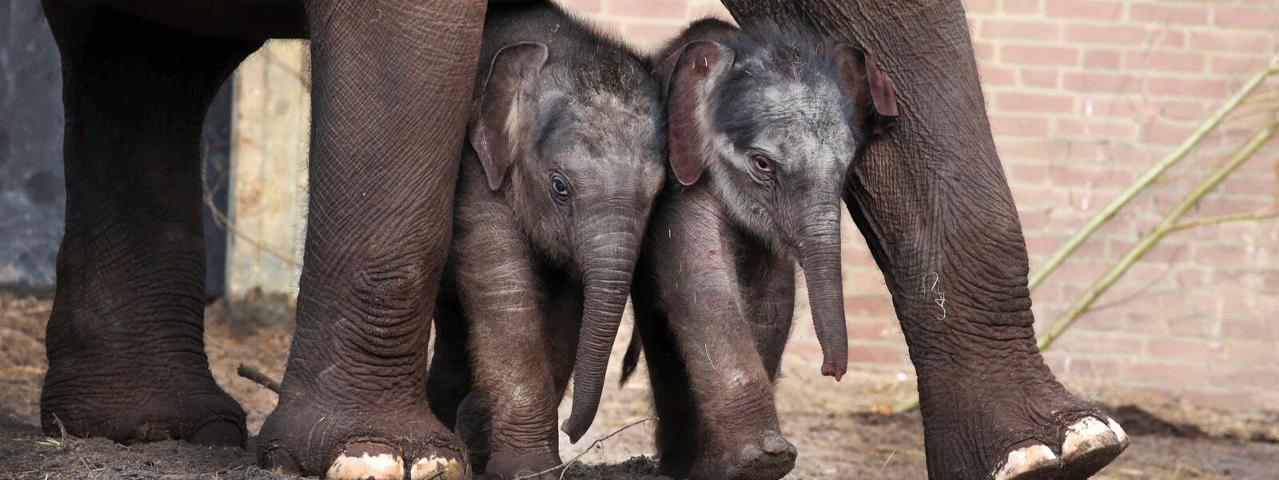 Twee jonge olifantenkalfjes lopen mee tussen de benen van hun moeder. Ontmoet de olifantjes in ARTIS met korting met de VriendenLoterij VIP-KAART