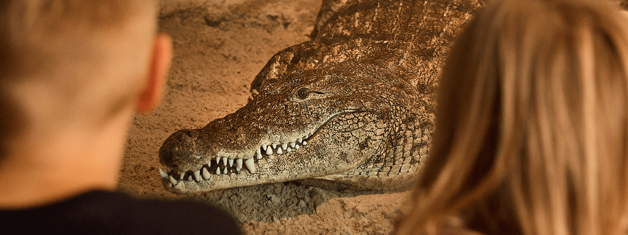 Twee kinderen bekijken een krokodil van dichtbij in AquaZoo Leeuwarden. Ontvang korting op AquaZoo met de VIP-KAART.