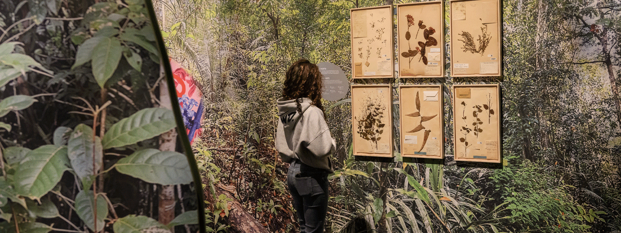 Een jonge vrouw bekijkt botanische planten in een als jungle ingerichte museumzaal. Bezoek Naturalis gratis met de VIP-KAART