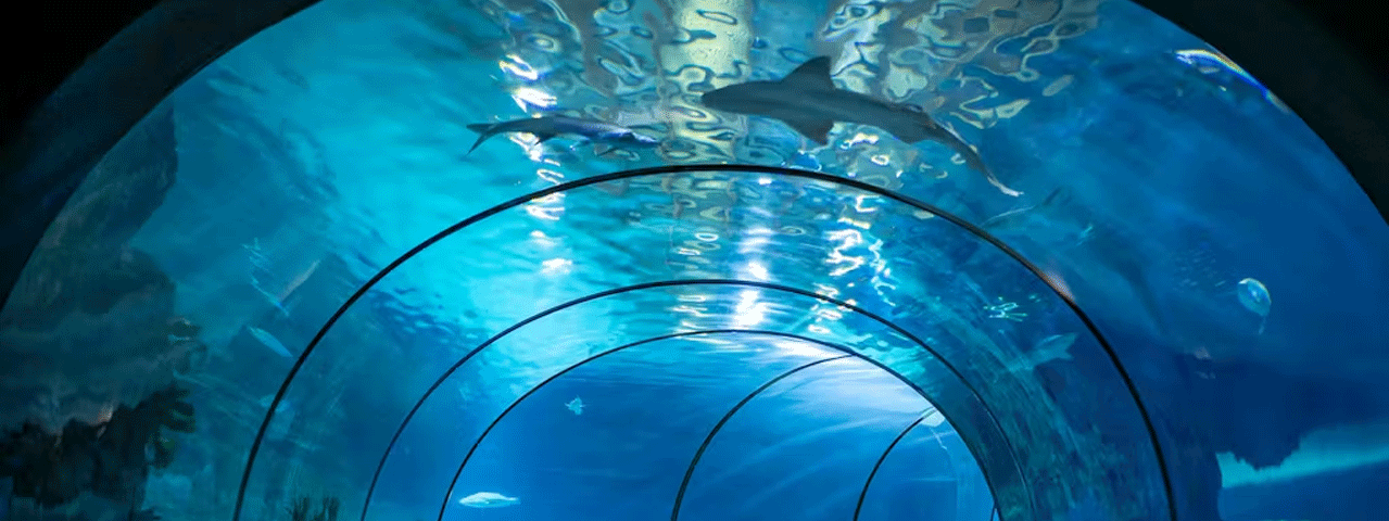 Het Oceanium in Blijdorp, een speciale aquarium tunnel waar haaien over uw hoofd heen zwemmen.