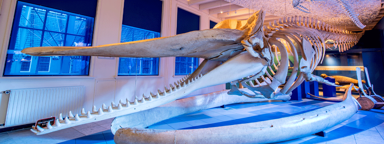 Een indrukwekkend walvisskelent hangt aan het plafond van het Natuurmuseum Fryslân, gratis te bezoeken met de VIP-KAART!