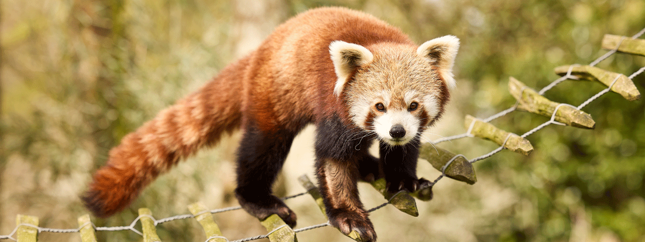 Een rode panda kijkt recht in de camera bij AquaZoo Leeuwarden. Ontvang 25% korting met de VIP-KAART.