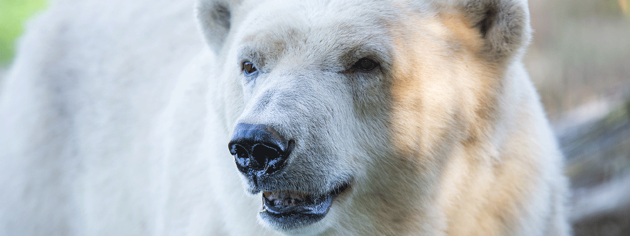 Close-up van een ijsbeer in Ouwehands Dierenpark Rhenen, waar u korting krijgt met de VIP-KAART