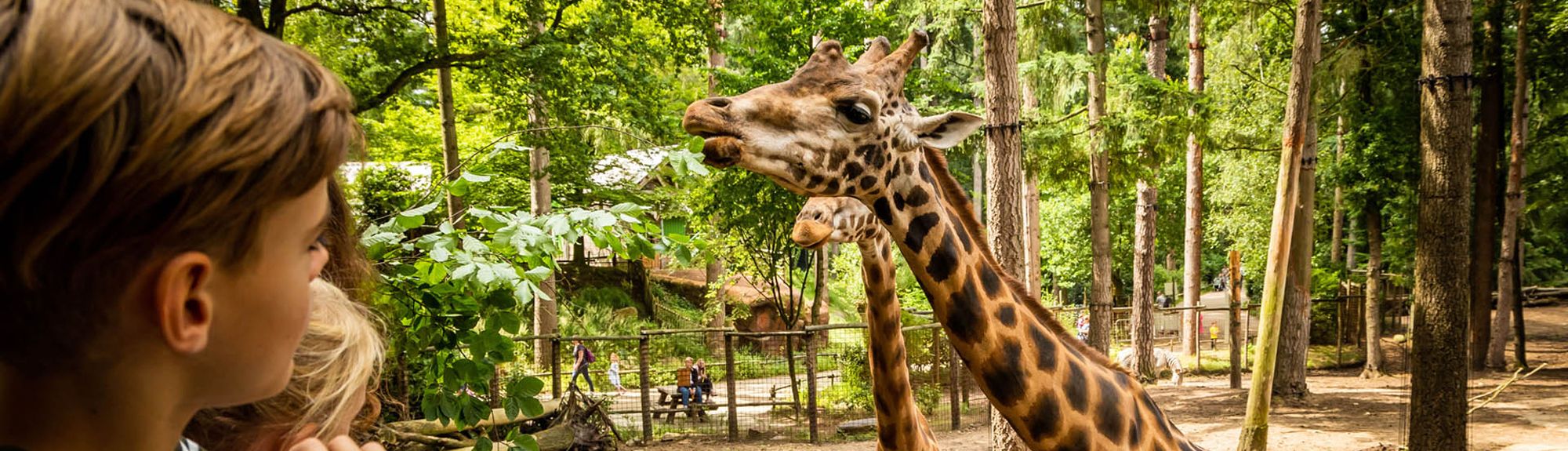 DierenPark Amersfoort