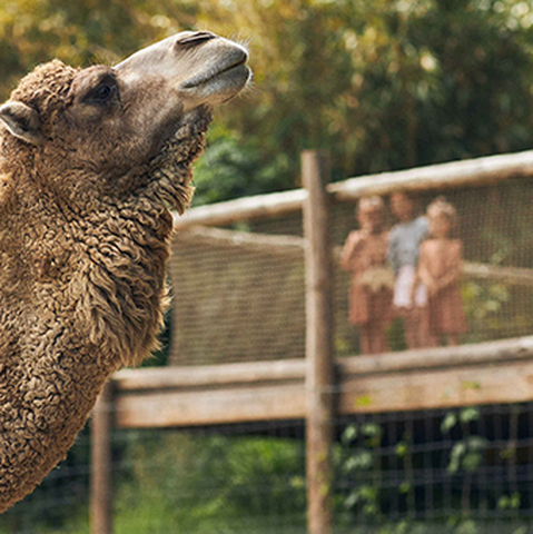 Een dromedaris in ZooParc Overloon in een groene omgeving. Op de achtergrond bewondert een familie de dromedaris. Deelnemers krijgen 25% korting op tickets bij deze dierentuin.