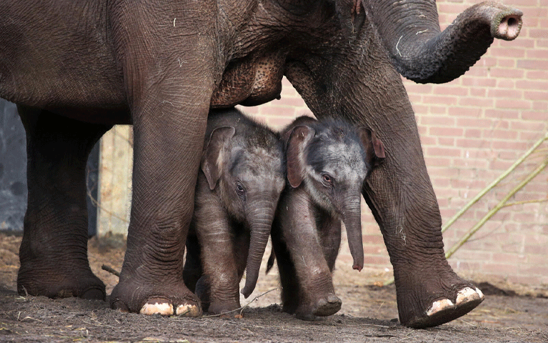 Twee jonge olifantenkalfjes lopen mee tussen de benen van hun moeder. Ontmoet de olifantjes in ARTIS met korting met de VriendenLoterij VIP-KAART