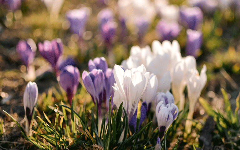 Een veld met witte en paarse krokusbloemen. Ontdek leuke voorjaarsvakantie uitjes met de VriendenLoterij VIP-KAART!