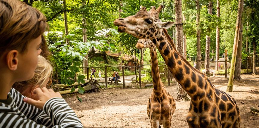 DierenPark Amersfoort