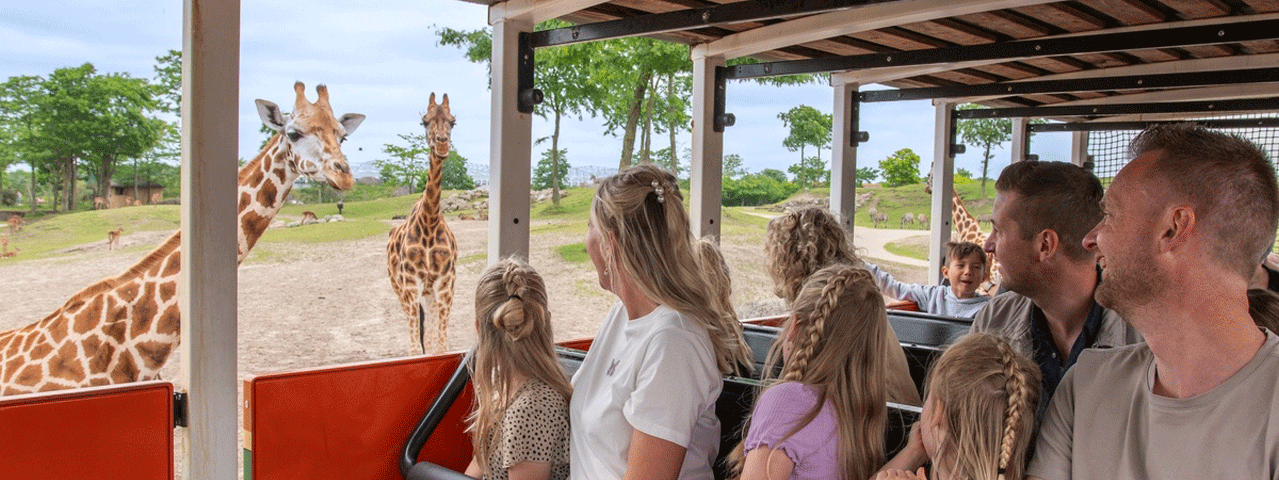 Een familie kijkt vanuit een safaribus naar twee giraffen bij Wildlands.