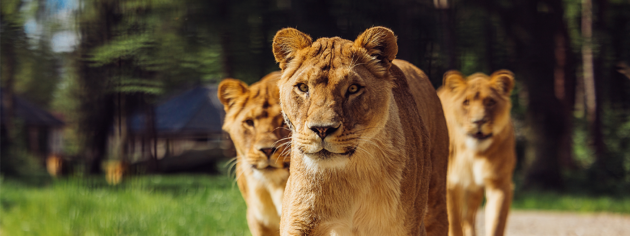 Drie leeuwen lopen richting de camera bij Wildlands adventure Zoo Emmen. Korting op tickets voor de dierentuin met de VIP-KAART.