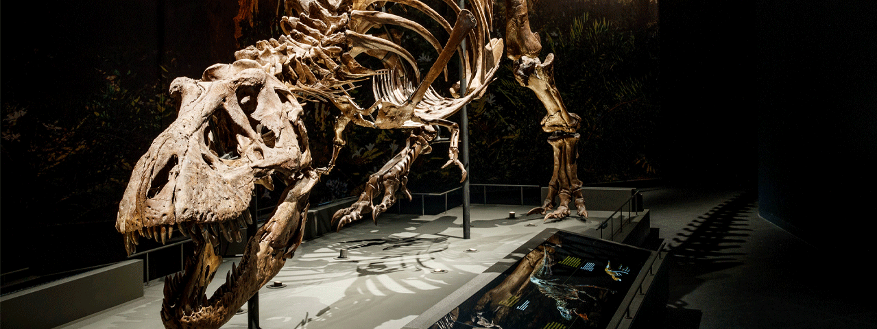 Het skelet van een T-rex in museum Naturalis. Gratis te bezoeken met de VIP-KAART.
