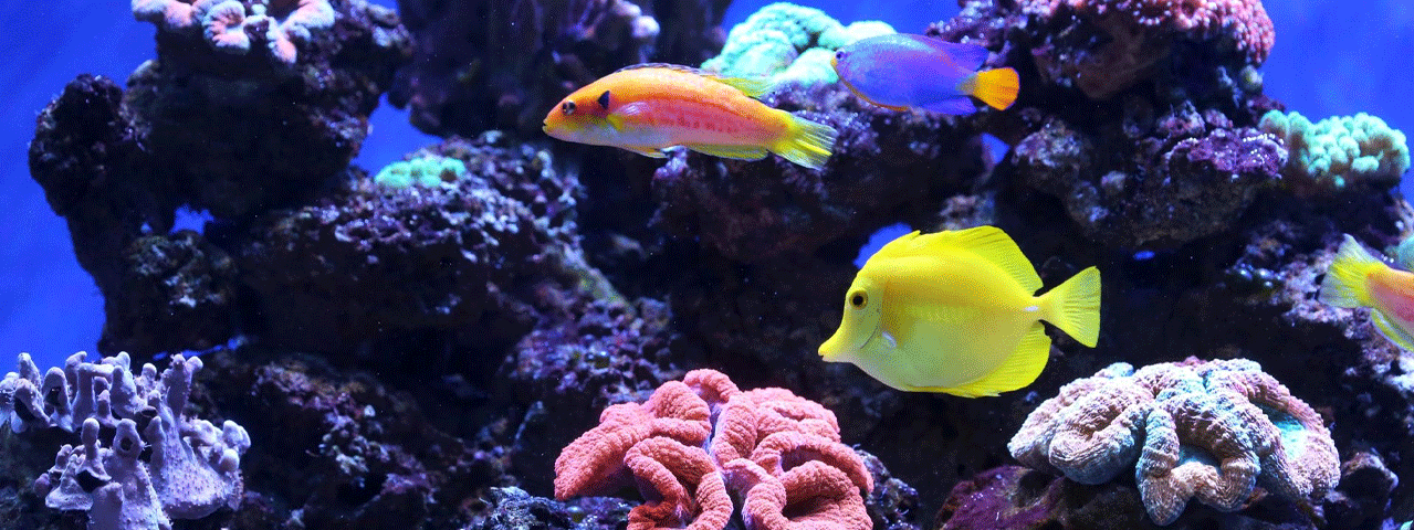 Tropische en kleurrijke vissen in een helverlicht aquarium