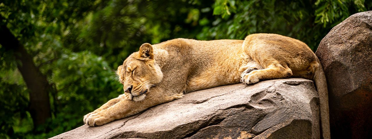 Een slapende leeuwin op een rots bij Blijdorp - ontvang korting op tickets dierentuin