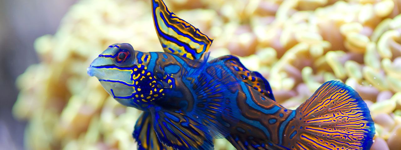 Een kleurrijke en exotische vis voor geel koraal zwemt in een aquarium bij SEA LIFE Scheveningenn