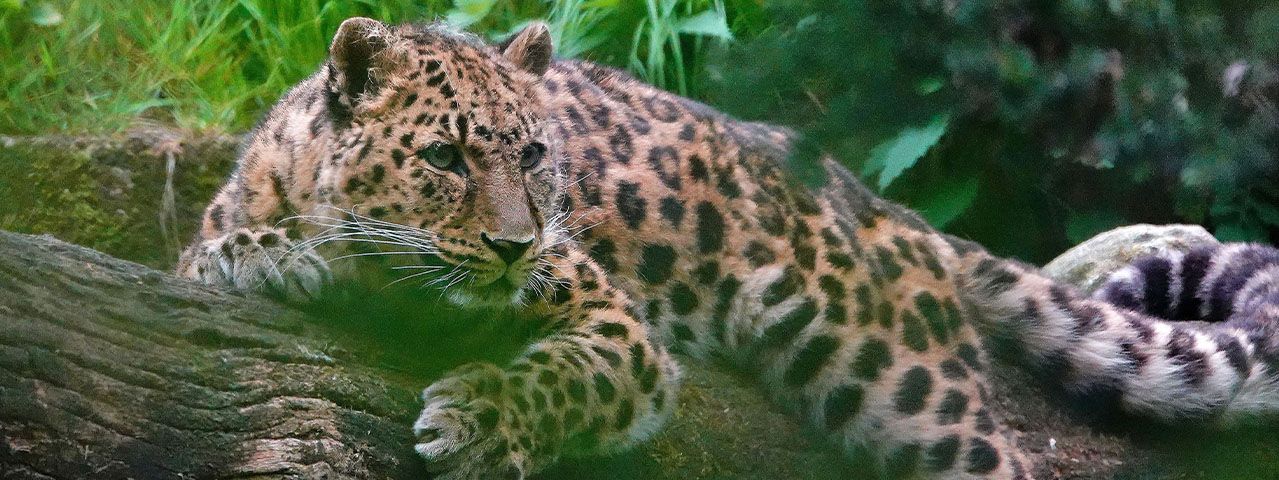 Een amoerpanter ligt op een tak in een groene omgeving bij Blijdorp - korting op tickets!