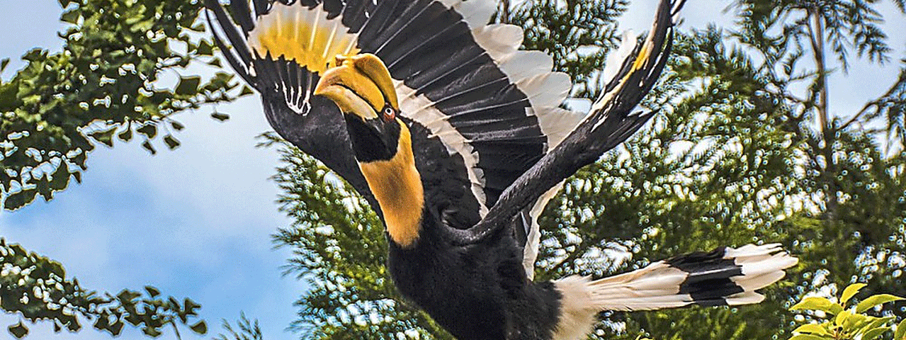 Een neushoornvogel vlieg in de lucht bij Avifauna