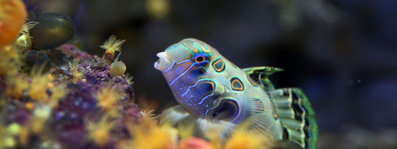 Een kleurrijke vis met een bijzonder patroon zwemt in het ARTIS-Aquarium