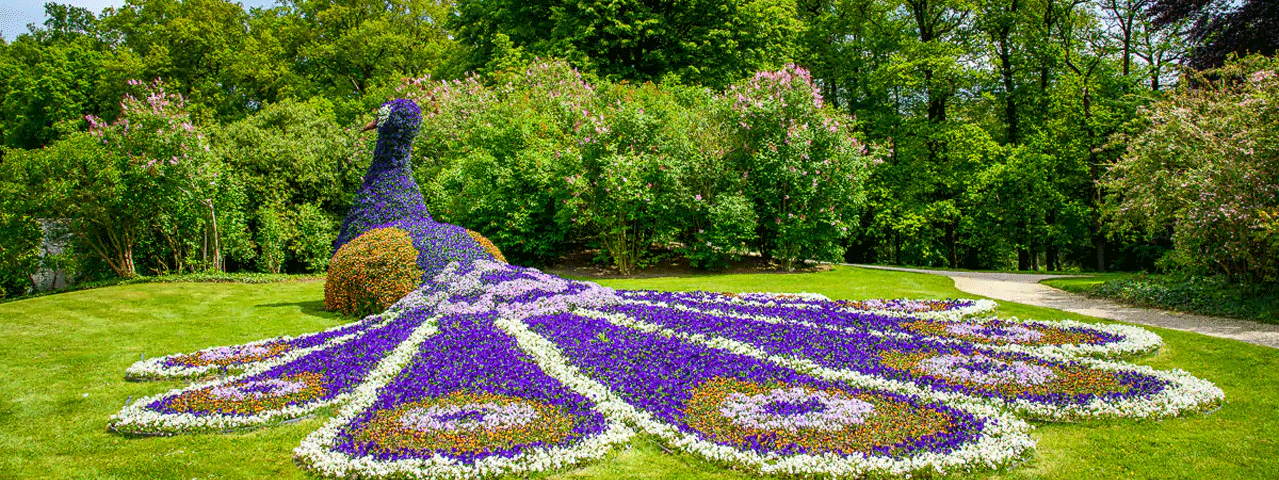 Een bloemenperk in de vorm van een pauw met paarse bloemen bij Kasteeltuin Arcen.