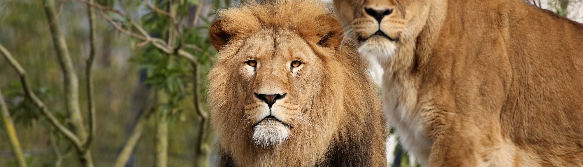 Een indrukwekkende mannetjes- en vrouwtjesleeuw kijken recht in de camera bij ARTIS-PARK. Bezoek deze dieren met korting in Artis met de VIP-KAART!