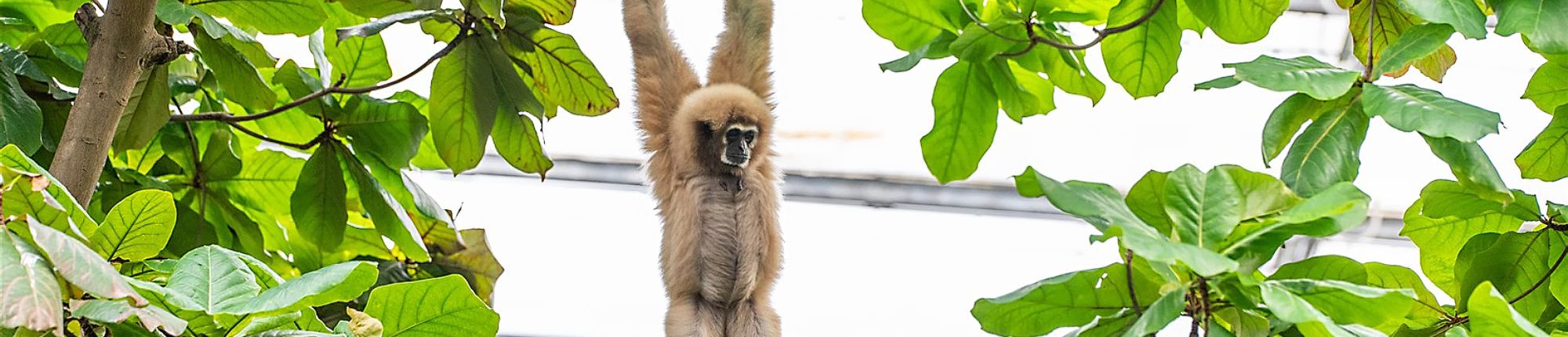 Een gibon slingerd door de bomen van WILDLANDS Adventure Zoo Emmen. Korting op tickets met de VIP-KAART