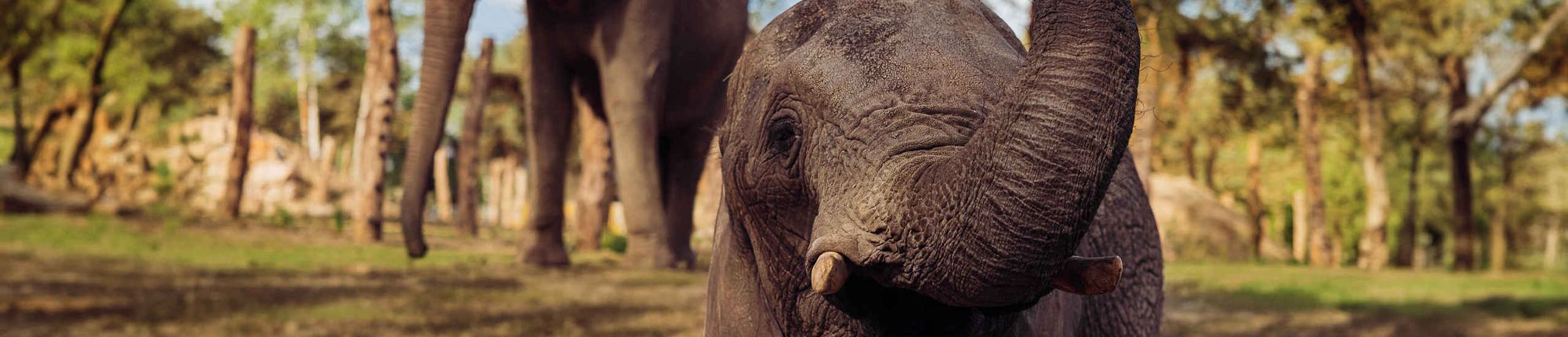 Een foto van een jonge olifant in Safaripark Beekse Bergen, met op de achtergrond een kudde olifanten en een bos. Ga op safari en krijg korting met de VIP-KAART.