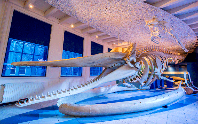 Een indrukwekkend walvisskelent hangt aan het plafond van het Natuurmuseum Fryslân, gratis te bezoeken met de VIP-KAART!