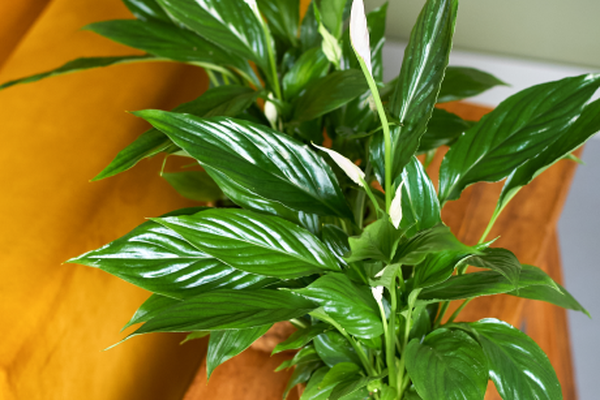 Twee lepelplanten met witte bloemen en glanzende groene bladeren in een sierpot op een houten tafel.