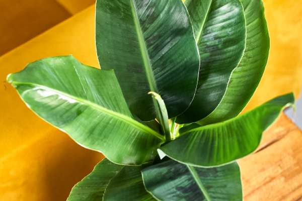 Jonge bananenplant met grote, glanzende groene bladeren in een sierpot op een houten tafel naast een gele bank.