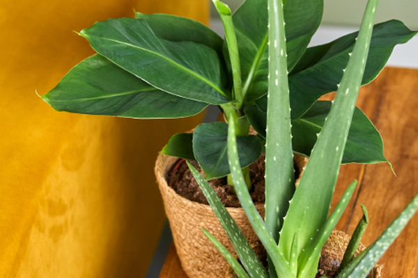 Duo van een aloë vera en een jonge bananenplant in natuurlijke sierpotten op een houten tafel.