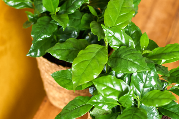 Twee koffieplanten met glanzende, frisgroene bladeren in natuurlijke sierpotten op een houten tafel naast een gele bank.