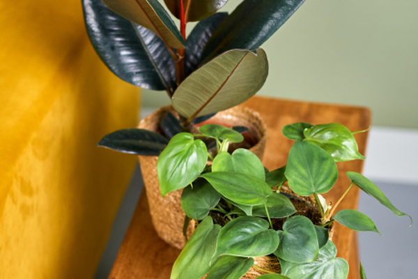 Rubberboom met donkere bladeren gecombineerd met een hangende philodendron in twee sierpotten op een houten tafel.