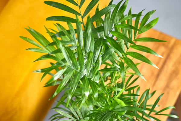 Compacte kamerpalm met fijne, frisgroene bladeren in een gevlochten sierpot op een houten tafel naast een gele bank.