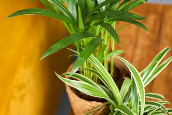 Combinatie van een graslelie en een kleine palm in twee bijpassende sierpotten op een houten tafel.