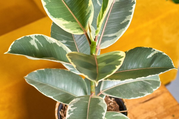 Rubberboom met opvallend groen-wit bontgekleurde bladeren in een gevlochten sierpot op een houten tafel.