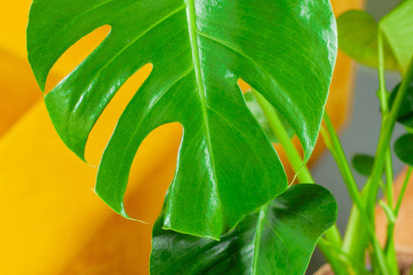 Grote Monstera deliciosa met glanzende, diep ingesneden groene bladeren in een sierpot op een houten tafel naast een gele bank.