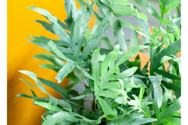 Blauwvaren met decoratief gelobde, blauwgroene bladeren in een gevlochten sierpot op een houten tafel.