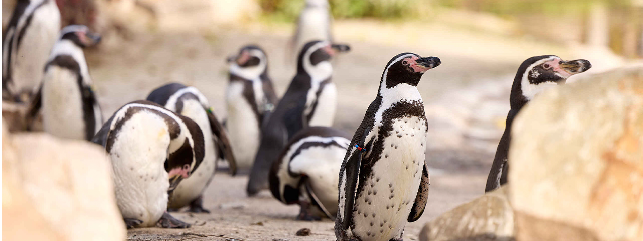 Een groep pinguïns in hun buitenverblijf bij Eindhoven Zoo. Deelnemers kunnen hier genieten van een voordelige dag uit!