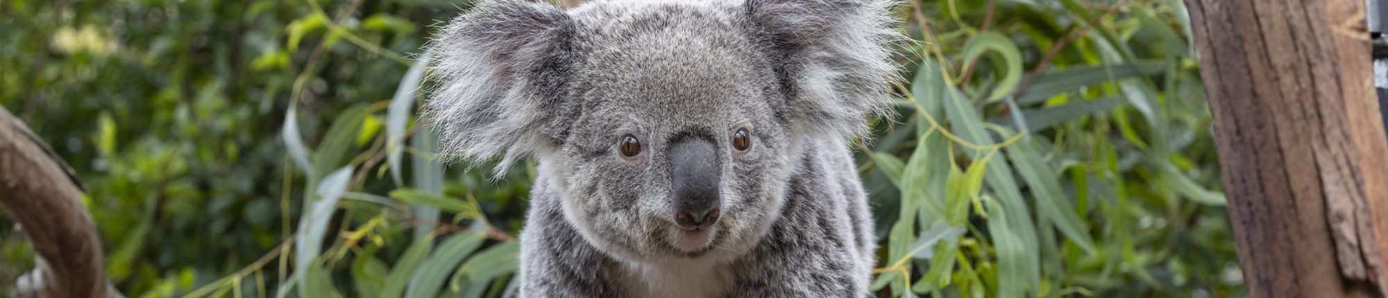 Een foto van een koalabeer in Ouwehands Dierenpark Rhenen. Bezoek koala's en panda's met korting in Ouwehands Dierenpark Rhenen met de VIP-KAART!