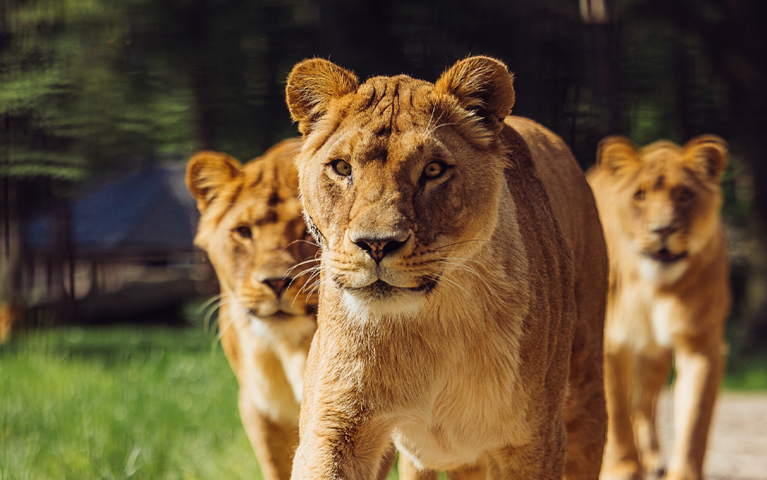 Drie leeuwen lopen richting de camera bij Wildlands adventure Zoo Emmen. Korting op tickets voor de dierentuin met de VIP-KAART.