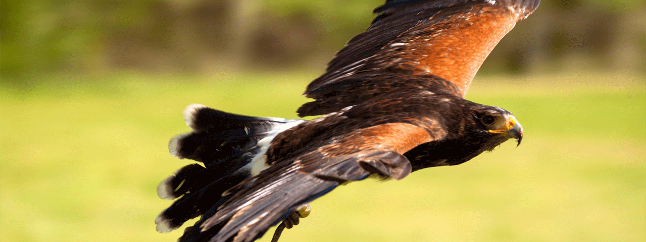 Een foto van een donkerbruine roofvogel met gele bek, vliegend over een groen grasveld.