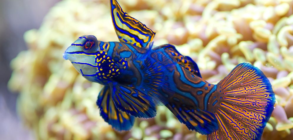 SEA LIFE Scheveningen