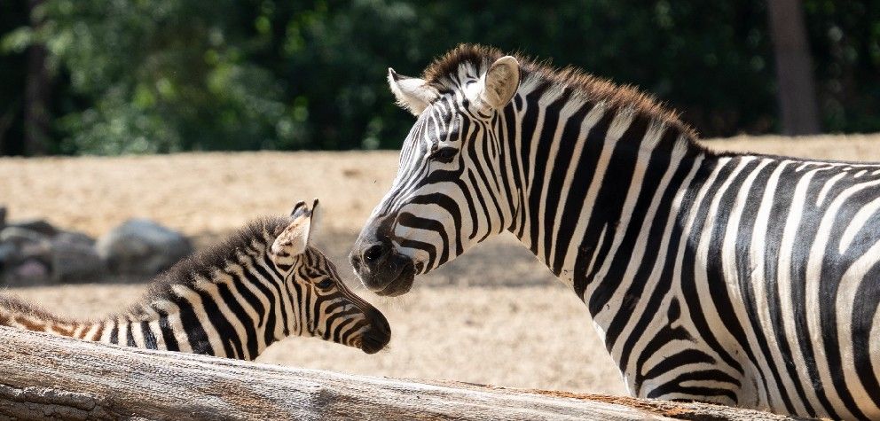 Burgers' Zoo