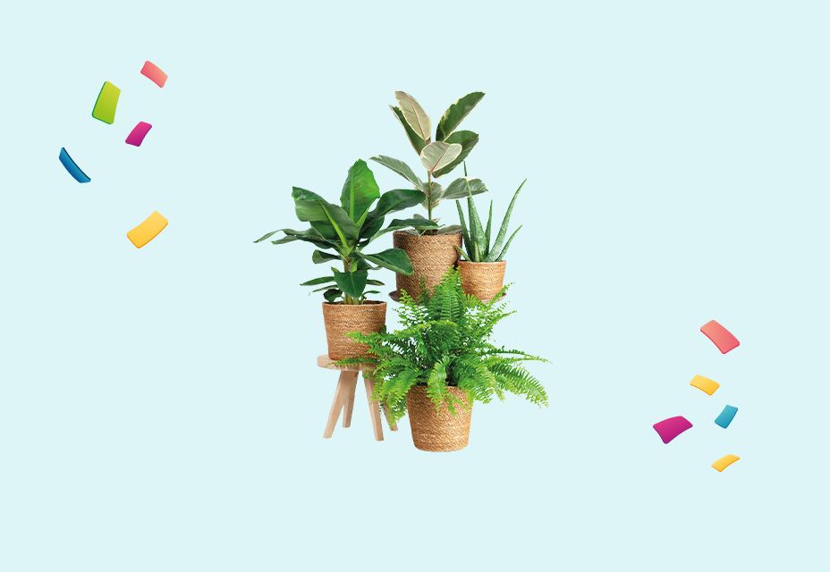 Illustratie van verschillende kamerplanten.