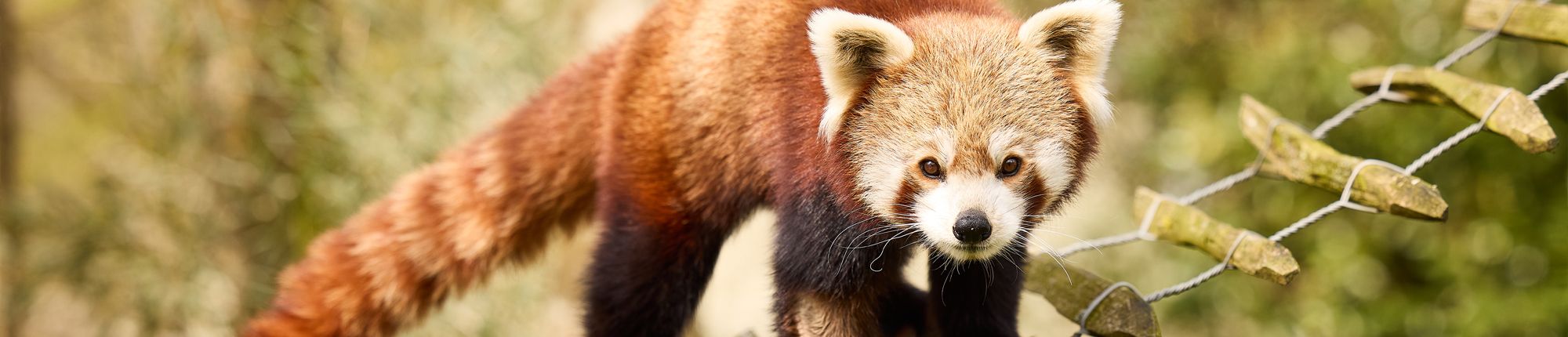 Een rode panda kijkt recht in de camera bij AquaZoo Leeuwarden. Ontvang 25% korting met de VIP-KAART.