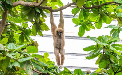 WILDLANDS Adventure Zoo Emmen