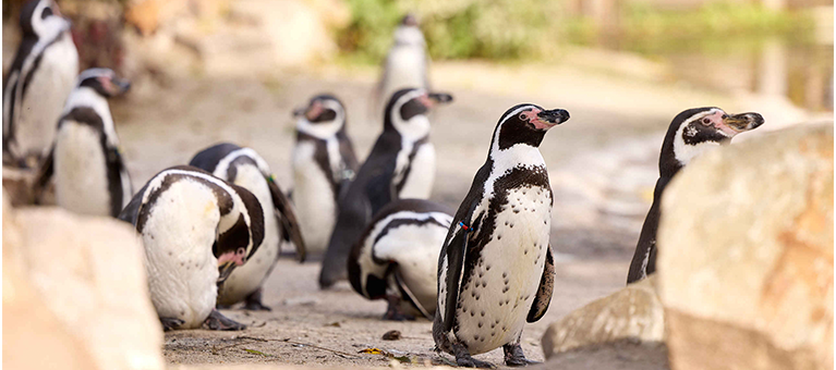 Een groep pinguïns in hun buitenverblijf bij Eindhoven Zoo. Deelnemers kunnen hier genieten van een voordelige dag uit!