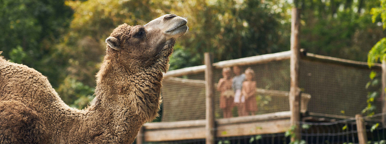 Een dromedaris in ZooParc Overloon in een groene omgeving. Op de achtergrond bewondert een familie de dromedaris. Deelnemers krijgen 25% korting op tickets bij deze dierentuin.
