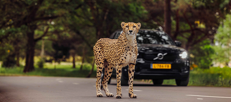 Een cheetah staat stil in het midden op het wegdek in Safaripark Beekse Bergen, omgeven door een groene omgeving vol bomen. Achter de cheetah is een zwarte auto tot stilstand gekomen.